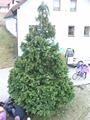 christbaum_2012_15.jpg